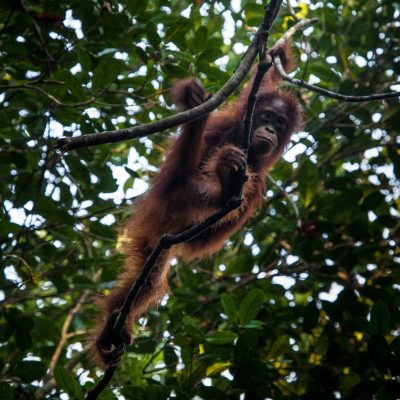 Fio_Sabangau_Jack-Lammas_2018-11-scaled-qba1ew38yftjiugv5vb1m9tps2wzq7wrzbke6a0srk