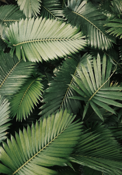 featured-schedule-leaves